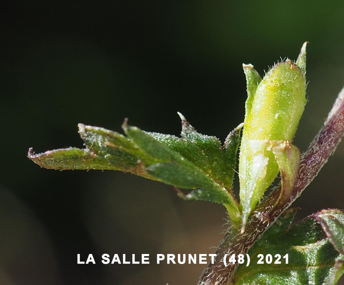 Eyebright, (Stiff) fruit